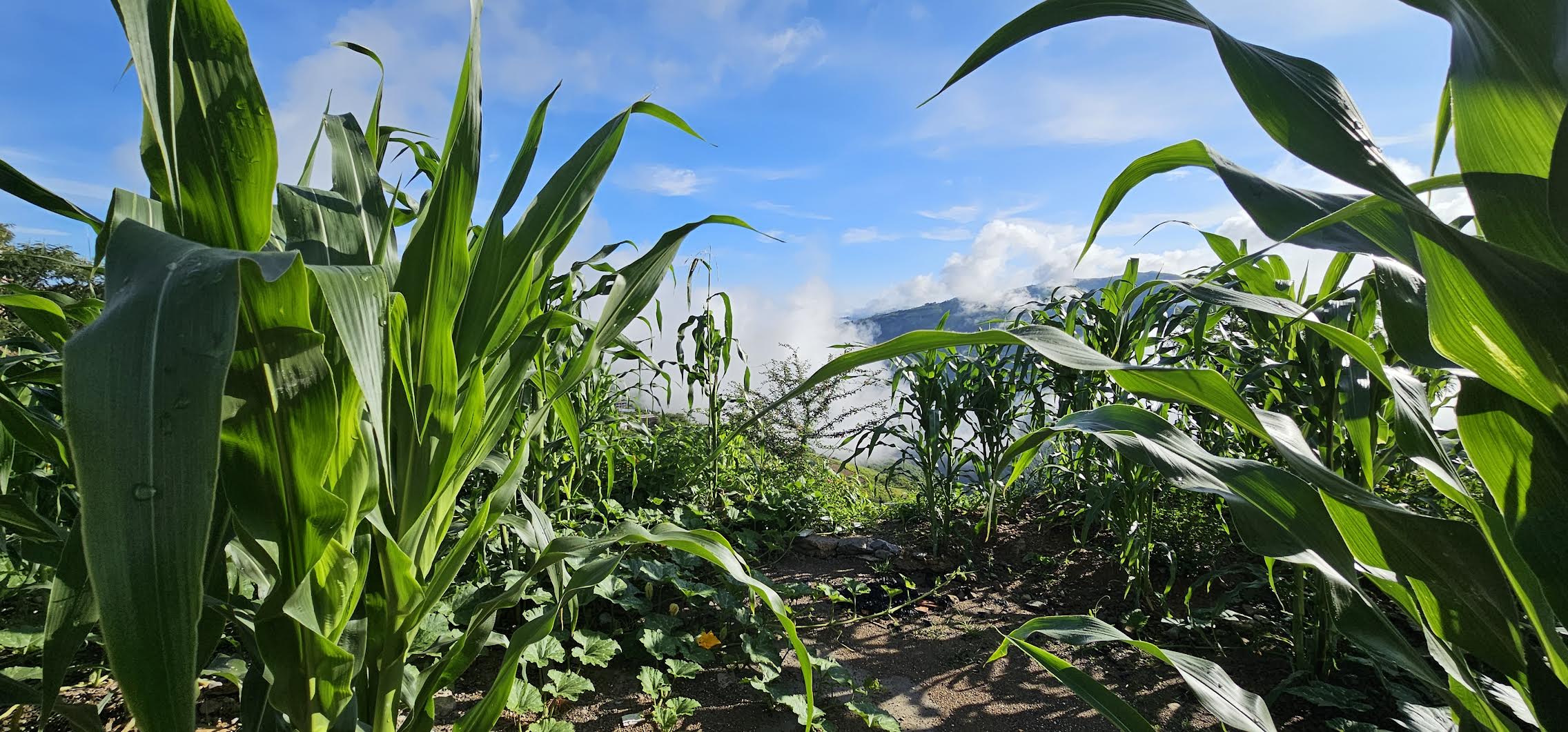 Climate Change in&nbsp;Guerrero
